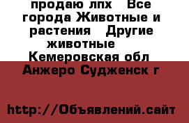 продаю лпх - Все города Животные и растения » Другие животные   . Кемеровская обл.,Анжеро-Судженск г.